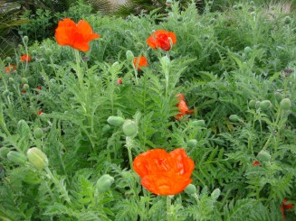 Kew gardens (Londra)