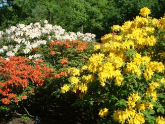 Kew gardens (Londra)