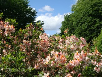 Kew gardens (Londra)