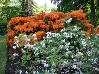 Kew gardens (Londra)