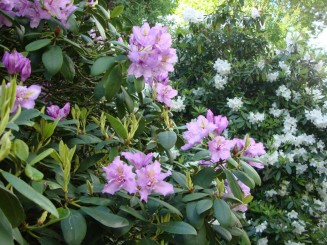 Kew gardens (Londra)