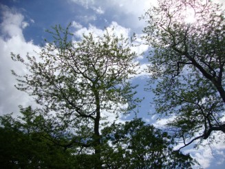 Kew gardens (Londra)