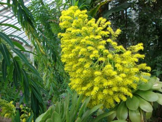 Kew gardens (Londra)