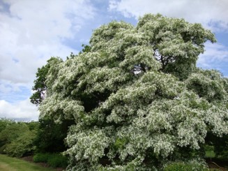 Kew gardens (Londra)