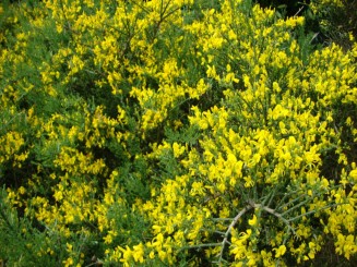Kew gardens (Londra)