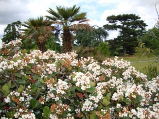 Kew gardens (Londra)