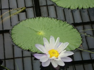 Kew gardens (Londra)