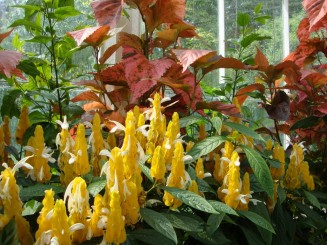 Kew gardens (Londra)