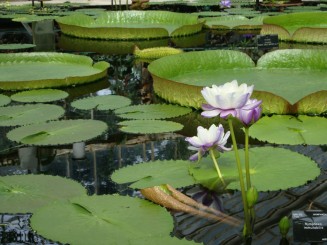 Kew gardens (Londra)