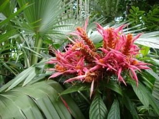 Kew gardens (Londra)