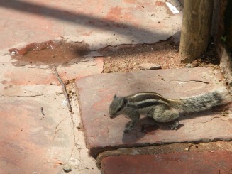 Delhi - Fortul Rosu,