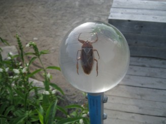 Insectarul din Montreal