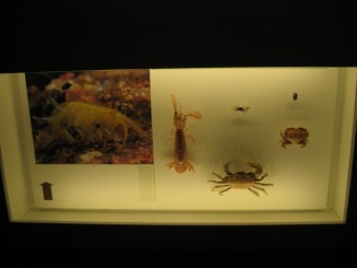 Insectarul din Montreal