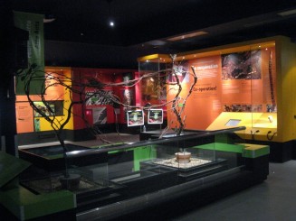 Insectarul din Montreal