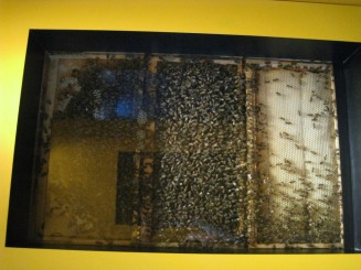 Insectarul din Montreal: stupul de albine