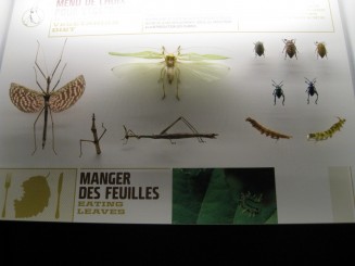 Insectarul din Montreal