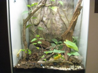 Insectarul din Montreal