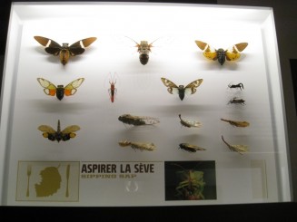 Insectarul din Montreal