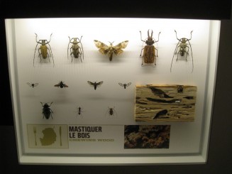 Insectarul din Montreal
