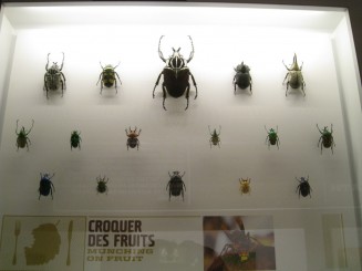 Insectarul din Montreal
