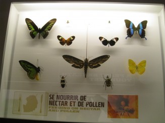 Insectarul din Montreal