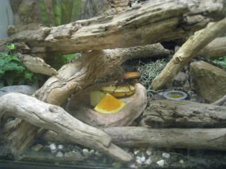 Insectarul din Montreal