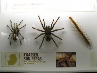 Insectarul din Montreal