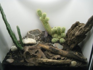 Insectarul din Montreal