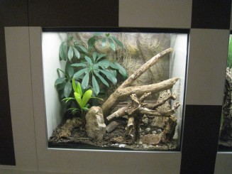 Insectarul din Montreal