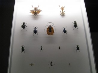 Insectarul din Montreal