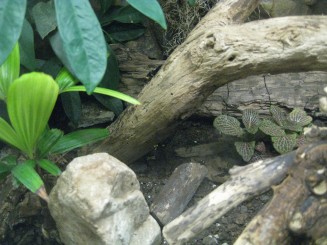 Insectarul din Montreal