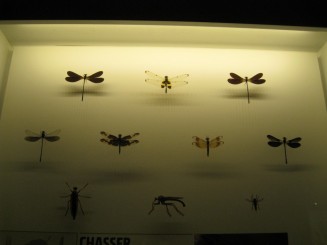 Insectarul din Montreal