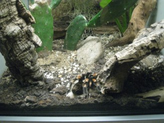 Insectarul din Montreal