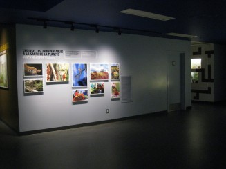 Insectarul din Montreal