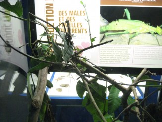 Insectarul din Montreal