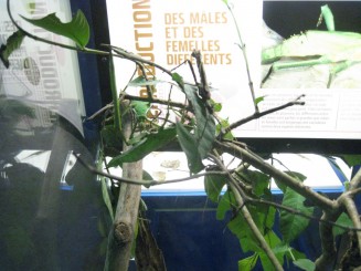 Insectarul din Montreal