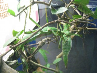 Insectarul din Montreal