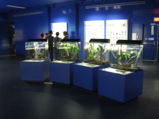 Insectarul din Montreal