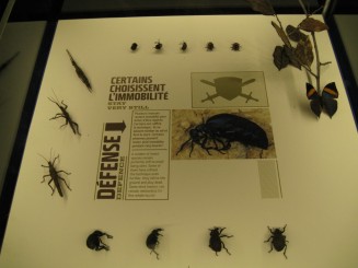 Insectarul din Montreal
