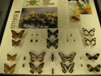 Insectarul din Montreal