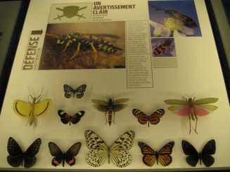 Insectarul din Montreal