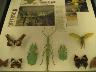 Insectarul din Montreal