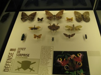 Insectarul din Montreal