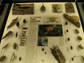 Insectarul din Montreal