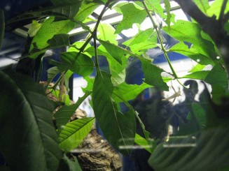 Insectarul din Montreal