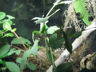 Insectarul din Montreal