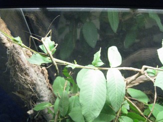 Insectarul din Montreal