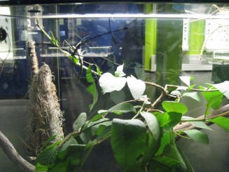 Insectarul din Montreal