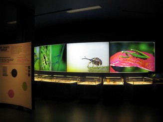 Insectarul din Montreal