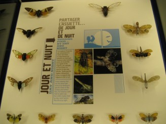 Insectarul din Montreal